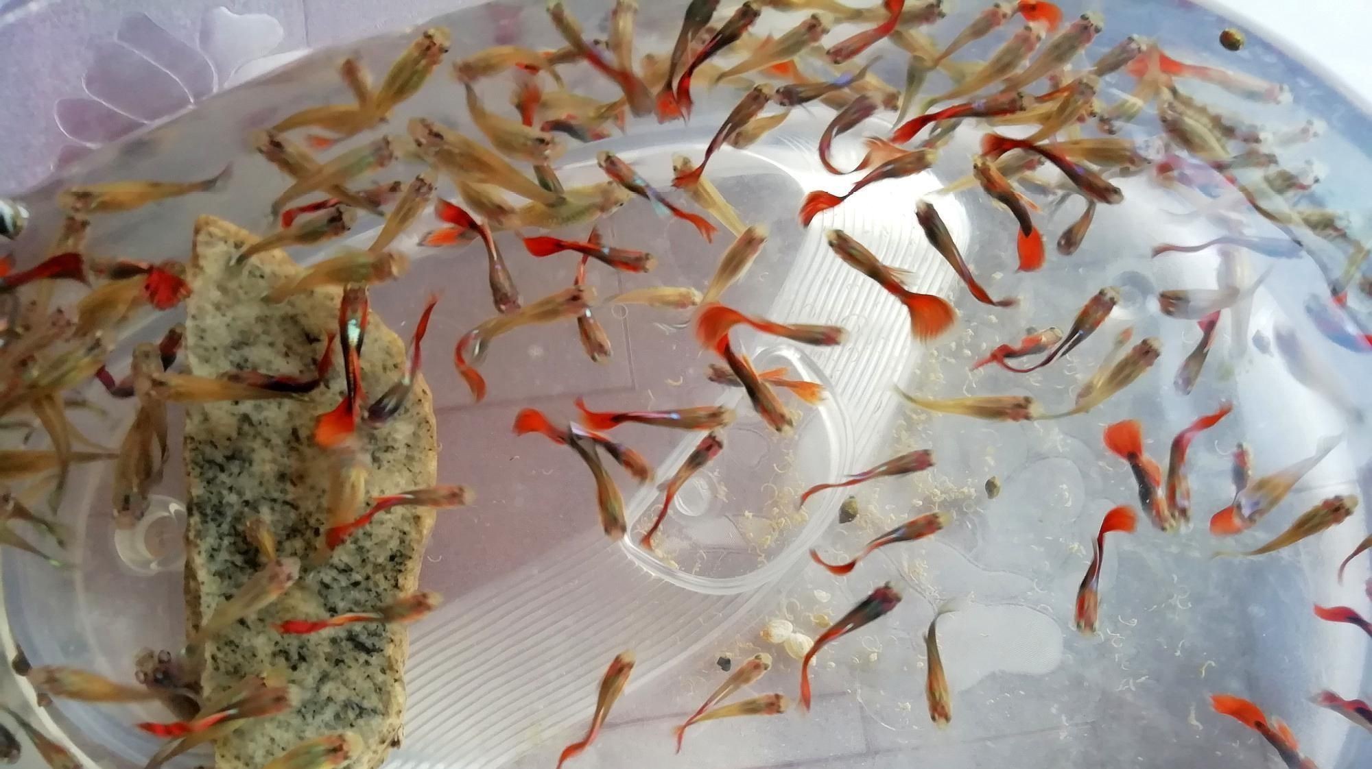 如何判斷魚是否得了爛尾??？
