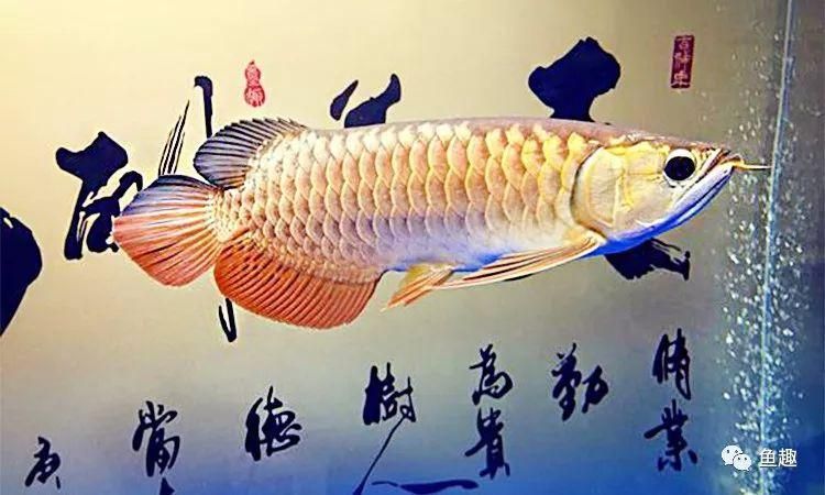 練手龍魚會上色嗎 練手龍魚會上色嗎 龍魚百科 第2張