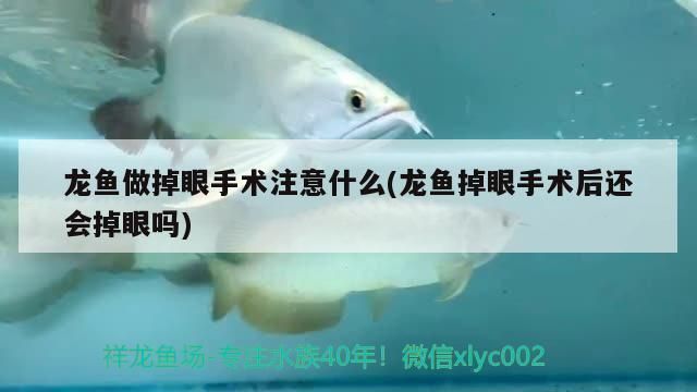 龍魚做掉眼手術后用上藥嗎有影響嗎：龍魚掉眼手術后的用藥是必要的，但需要注意以下幾點