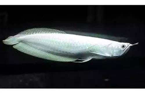 銀龍魚燈光知識大全