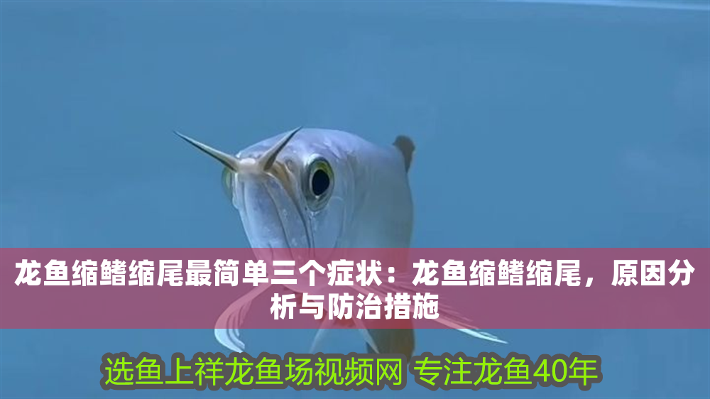 龍魚(yú)縮鰭縮尾最簡(jiǎn)單三個(gè)癥狀：龍魚(yú)縮鰭縮尾，原因分析與防治措施
