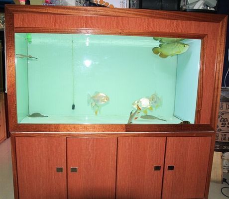 金龍魚需要什么顏色的背景缸：養金龍魚時魚缸背景顏色選擇指南金龍魚魚缸背景顏色選擇指南