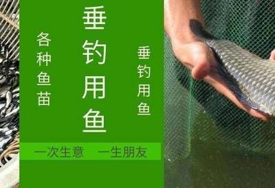 二十公分的紅龍魚吃什么最好養(yǎng)活：二十公分的紅龍魚吃什么最好養(yǎng)活二十公分的紅龍魚吃什么最好養(yǎng)活 二十公分的紅龍魚吃什么最好養(yǎng)活：二十公分的紅龍魚吃什么最好養(yǎng)活二十公分的紅龍魚吃什么最好養(yǎng)活 龍魚百科 第1張