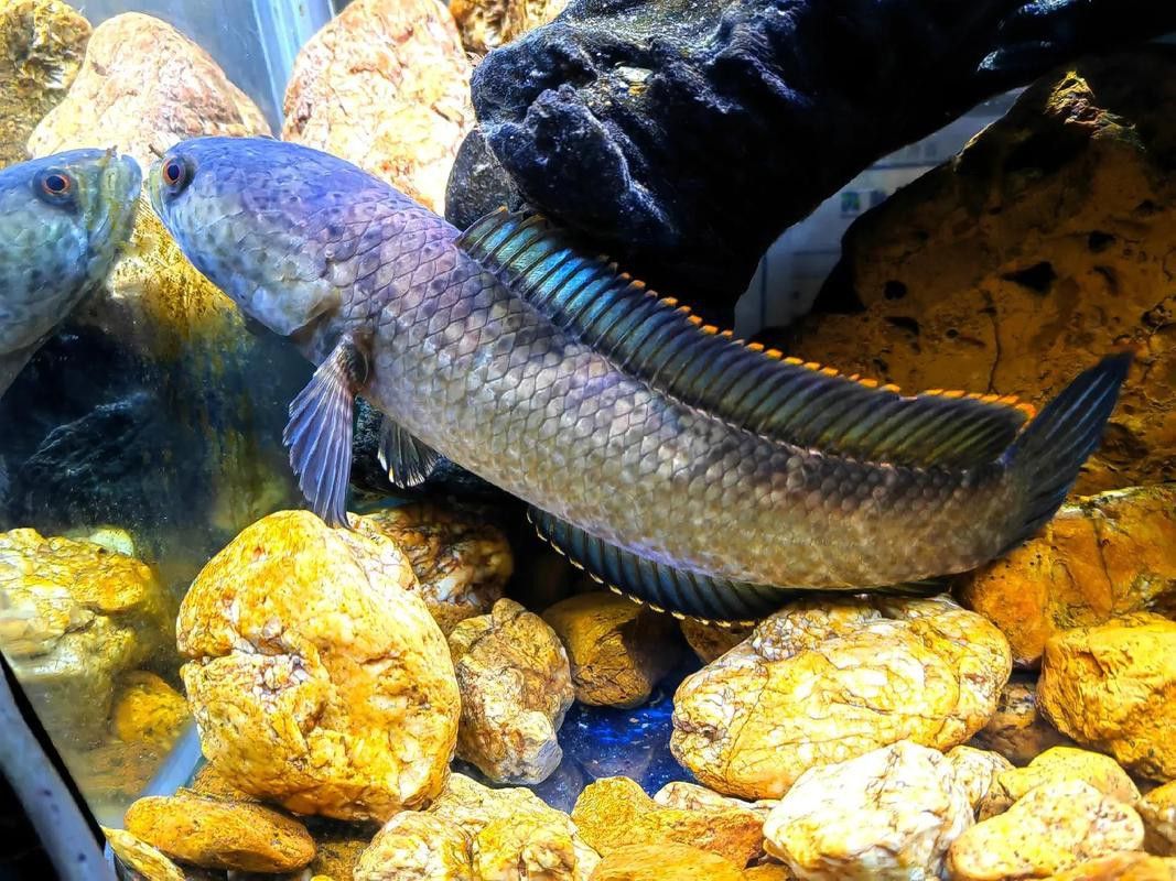 彩虹雷龍魚缸造景圖片