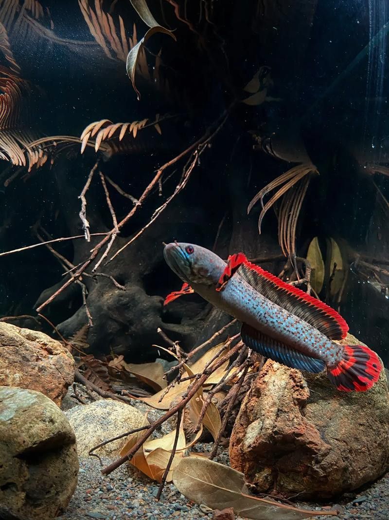 彩虹雷龍魚缸造景圖片