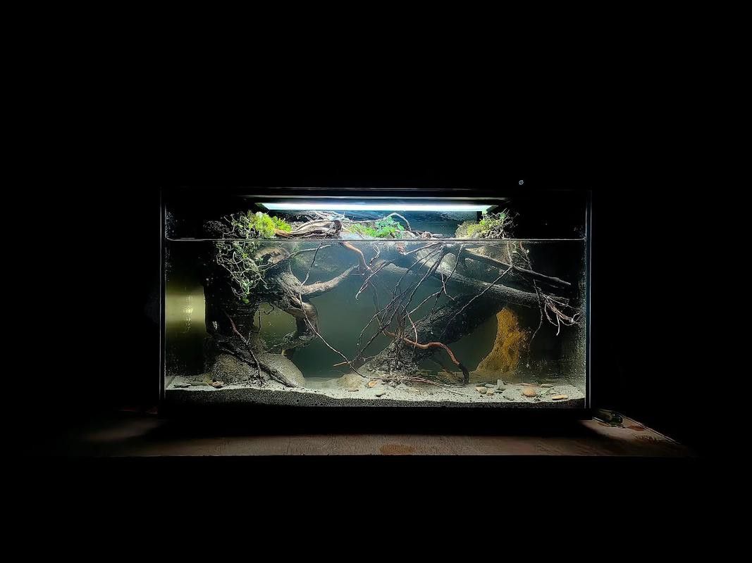 彩虹雷龍魚缸造景圖片