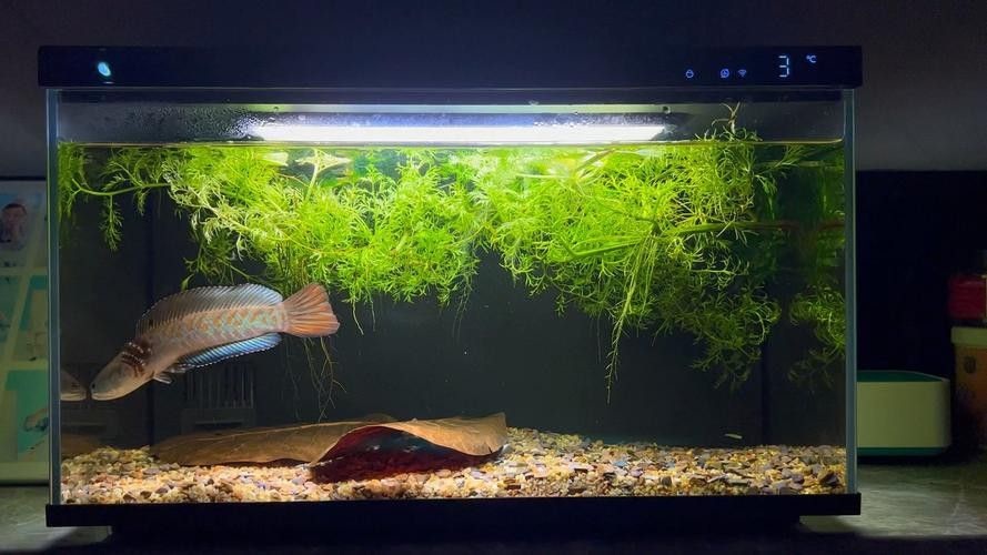 彩虹雷龍魚缸造景圖片