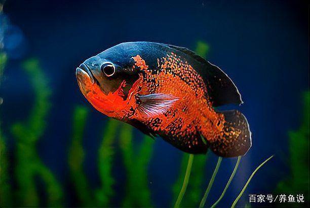 哪些食物對龍魚內寄有防治作用？