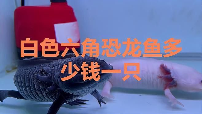 六角恐龍魚幾塊錢