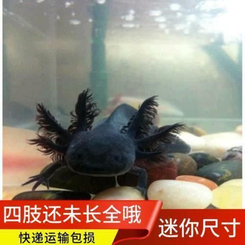 六角恐龍魚幾塊錢