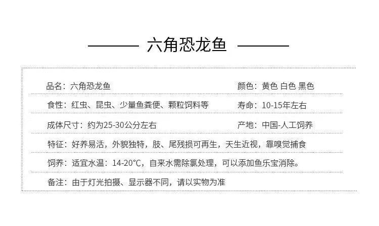 六角恐龍魚幾塊錢
