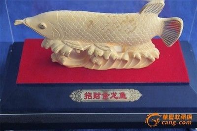拍賣(mài)最貴的金龍魚(yú)是什么品種（拍賣(mài)最貴的金龍魚(yú)品種）