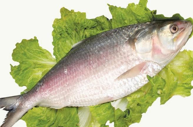 紅龍魚回收價格多少錢一斤 紅龍魚回收價格多少錢一斤 龍魚百科 第15張