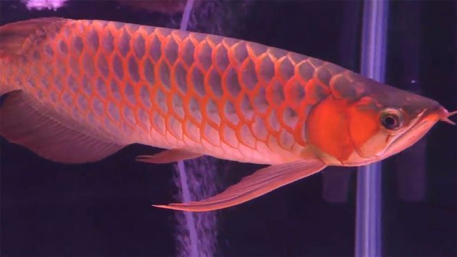 紅龍魚回收價格多少錢一斤 紅龍魚回收價格多少錢一斤 龍魚百科 第16張
