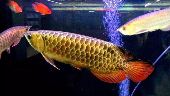 龍魚的傳說：關于龍魚傳說的詳細信息