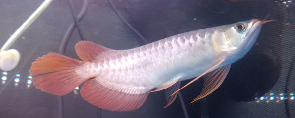 龍魚的傳說：關于龍魚傳說的詳細信息