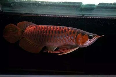 龍魚動手術需要停食多久才能吃：龍魚動手術后的恢復飲食時間主要取決于手術的類型和自身的恢復情況 龍魚動手術需要停食多久才能吃：龍魚動手術后的恢復飲食時間主要取決于手術的類型和自身的恢復情況 龍魚百科 第3張