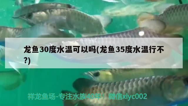 龍魚缸溫度30度高嗎