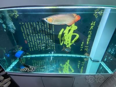 龍魚(yú)怎么養(yǎng)出狀態(tài)的：如何養(yǎng)出龍魚(yú)的最佳狀態(tài)