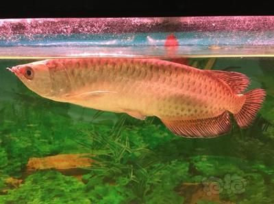 龍魚(yú)怎么養(yǎng)出狀態(tài)的：如何養(yǎng)出龍魚(yú)的最佳狀態(tài)