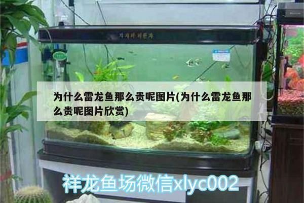 巴卡雷龍魚為什么這么貴啊（為什么巴卡雷龍魚的價格那么昂貴）