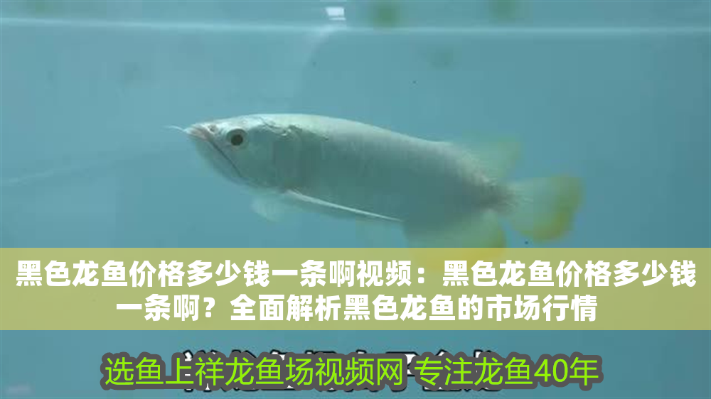 黑色龍魚價格多少錢一條啊視頻：黑色龍魚價格多少錢一條啊？全面解析黑色龍魚的市場行情
