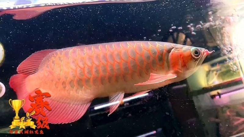 頂級紅龍魚一般多大？ 頂級紅龍魚一般多大？ 龍魚百科 第6張