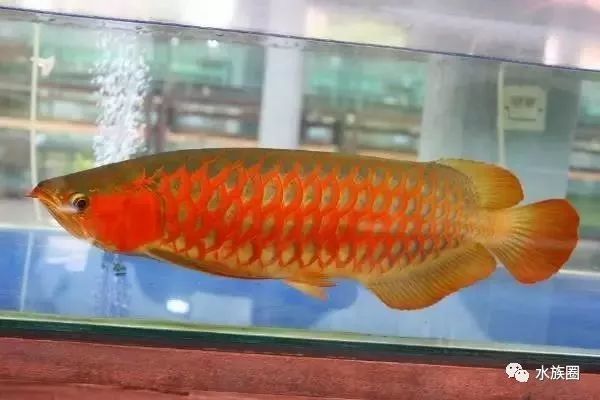 怎么把龍魚(yú)養(yǎng)好養(yǎng)活：購(gòu)買(mǎi)龍魚(yú)時(shí)選擇合適的購(gòu)買(mǎi)渠道和注意事項(xiàng)至關(guān)重要