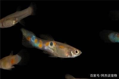 龍魚多久可以不吃東西：龍魚可以不吃東西的具體時間長度