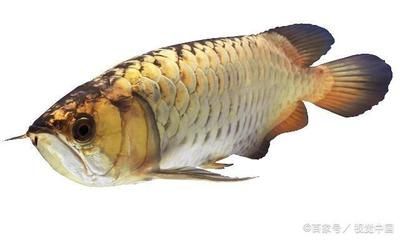 什么龍魚沒有刺還能活：無刺龍魚有哪些種類？