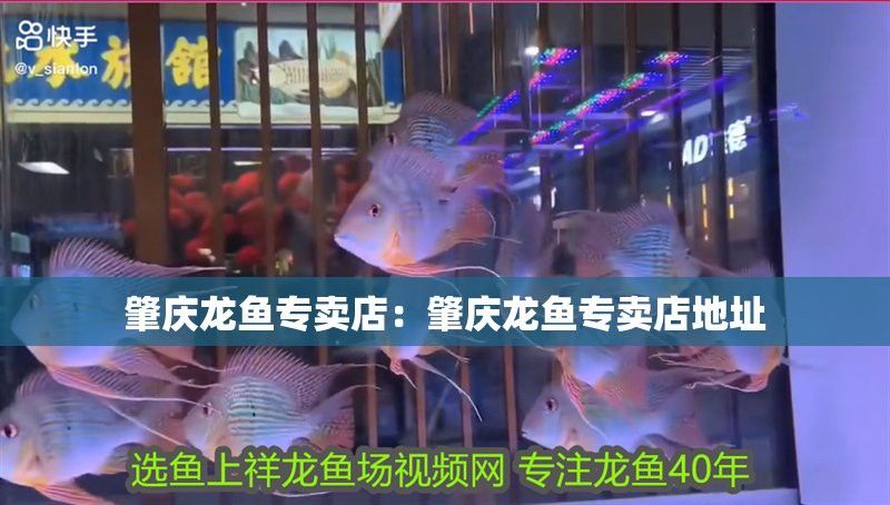 肇慶金龍魚的經(jīng)銷商有哪些