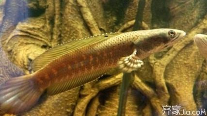 雷龍魚排行榜（最受歡迎和最美麗的雷龍魚品種） 雷龍魚排行榜（最受歡迎和最美麗的雷龍魚品種） 龍魚百科 第1張