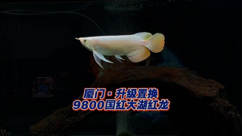 廈門龍魚手術醫院怎么樣