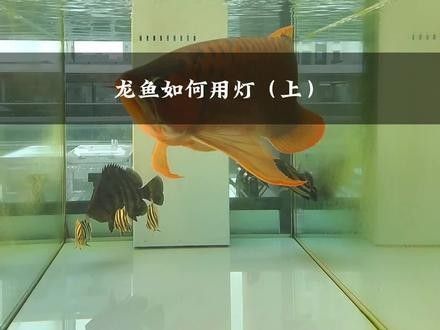 龍魚怎么用燈照出來的