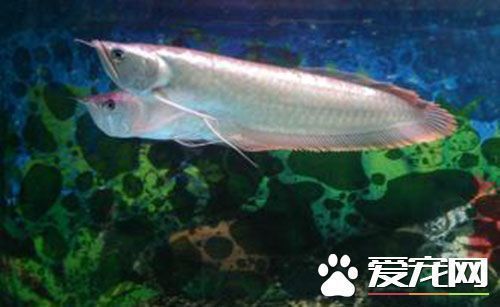 如何喂養龍魚苗長得快些：如何喂養龍魚苗以使其生長得更快以下是根據搜索結果得出的一些建議 如何喂養龍魚苗長得快些：如何喂養龍魚苗以使其生長得更快以下是根據搜索結果得出的一些建議 龍魚百科 第1張