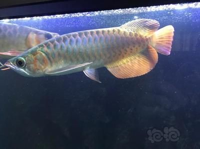 怎樣調整龍魚的狀態呢：如何有效地調整龍魚的狀態
