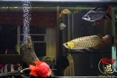 家里的龍魚死了預示什么（家里的龍魚死亡可以從幾個角度來解讀既有科學層面的解釋）