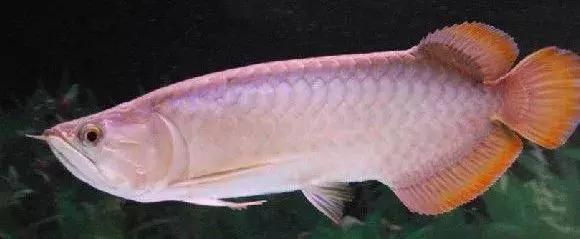 紅龍魚王品種鑒別方法：泗水紅龍與超神紅龍區別,紅龍魚王市場價格趨勢,如何辨別紅龍魚王健康狀況 紅龍魚王品種鑒別方法：泗水紅龍與超神紅龍區別,紅龍魚王市場價格趨勢,如何辨別紅龍魚王健康狀況 龍魚百科 第4張