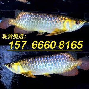 南充巿金龍魚幼苗批發市場（南充巿金龍魚幼苗市場） 南充巿金龍魚幼苗批發市場（南充巿金龍魚幼苗市場） 龍魚百科 第3張