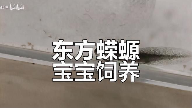 小火龍魚的最佳飼養環境是什么？