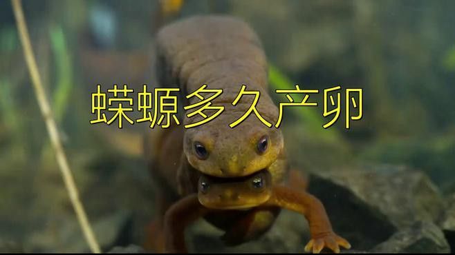 小火龍魚的最佳飼養(yǎng)環(huán)境是什么？ 小火龍魚的最佳飼養(yǎng)環(huán)境是什么？ 龍魚百科 第4張