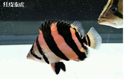 龍魚清爽明亮混養(龍魚混養水質管理技巧) 龍魚百科 第3張 龍魚清爽明亮混養(龍魚混養水質管理技巧) 龍魚清爽明亮混養(龍魚混養水質管理技巧) 龍魚百科 第3張