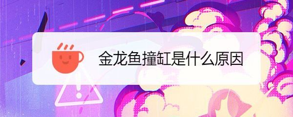 龍魚撞缸后需要換水嗎？