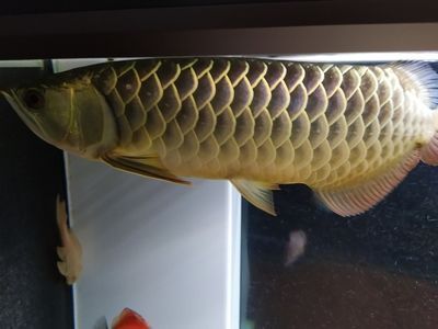 龍魚不吃泥鰍只吃蝦可以嗎：龍魚不吃泥鰍只吃蝦可以嗎龍魚不吃泥鰍只吃蝦可以嗎