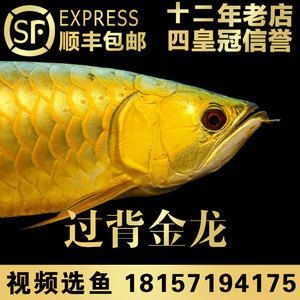 藍底高背金龍魚，藍底高背金龍魚價格為7000元，養殖藍底高背金龍魚需注意以下幾個方面
