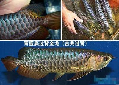 紅龍魚的眼睛長了白斑怎么回事圖片大全（紅龍魚的眼睛長了白斑怎么回事圖片大全圖解）
