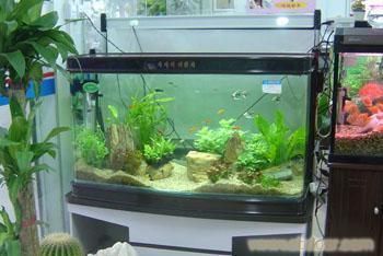 杭州魚缸批發市場（杭州魚缸批發市場價格）