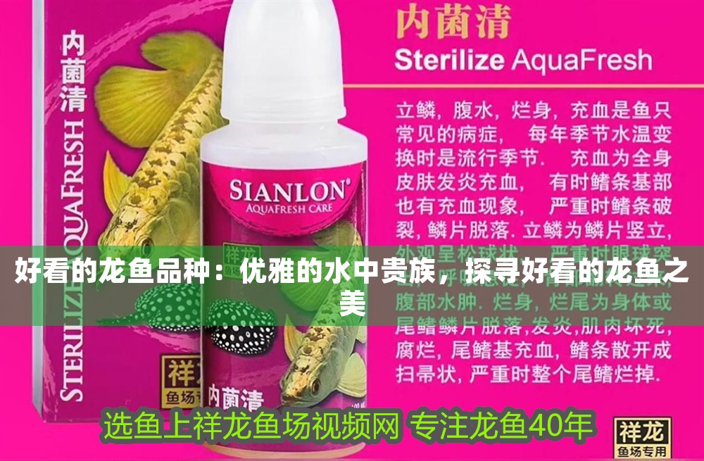 好看的龍魚品種：優(yōu)雅的水中貴族，探尋好看的龍魚之美