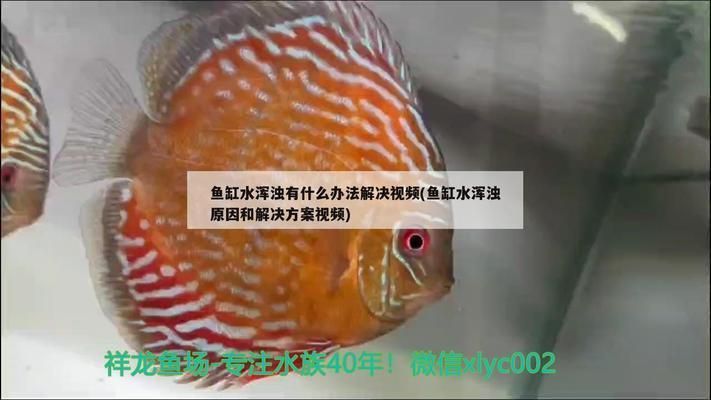 雷龍魚白點病需要治療么：雷龍魚白點病怎么治療