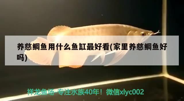 雷龍魚白點病需要治療么：雷龍魚白點病怎么治療